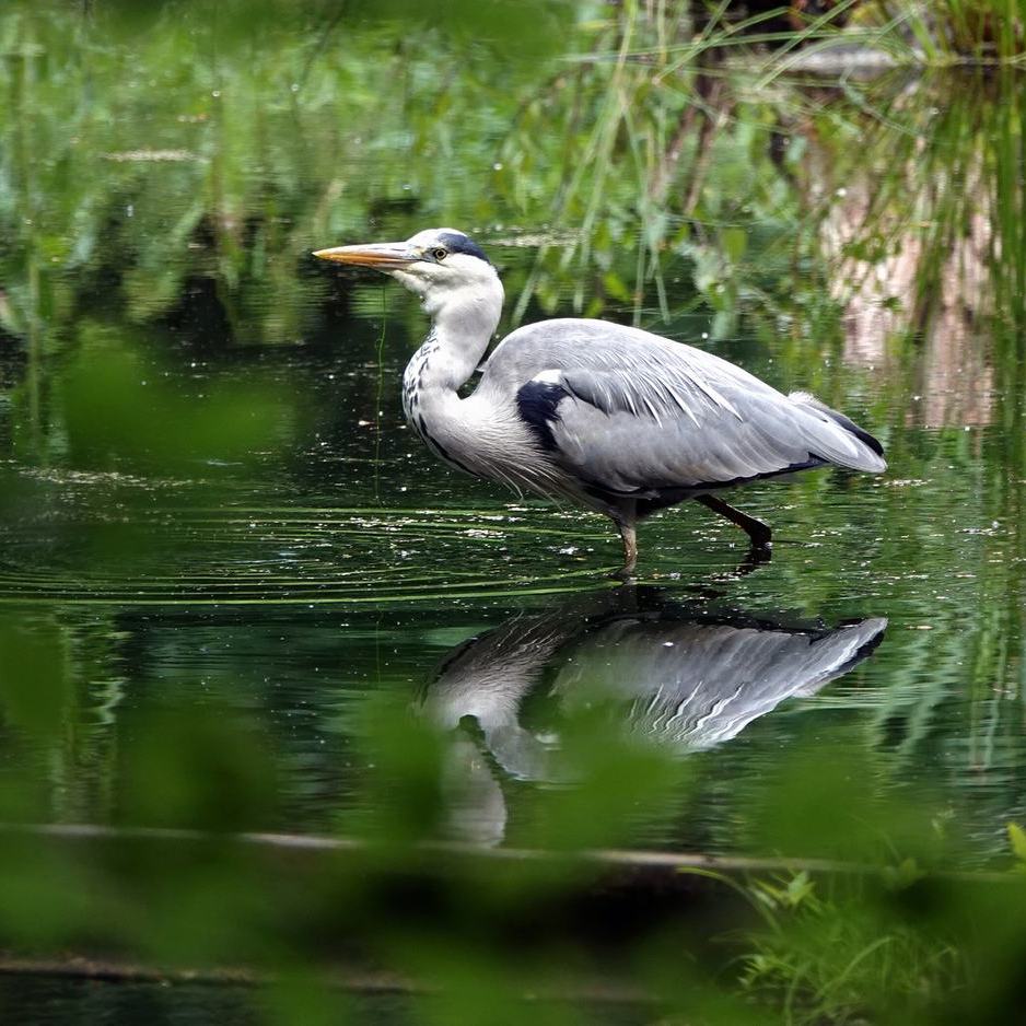 een blauwe reiger in het Waterloopbos - mei 2025