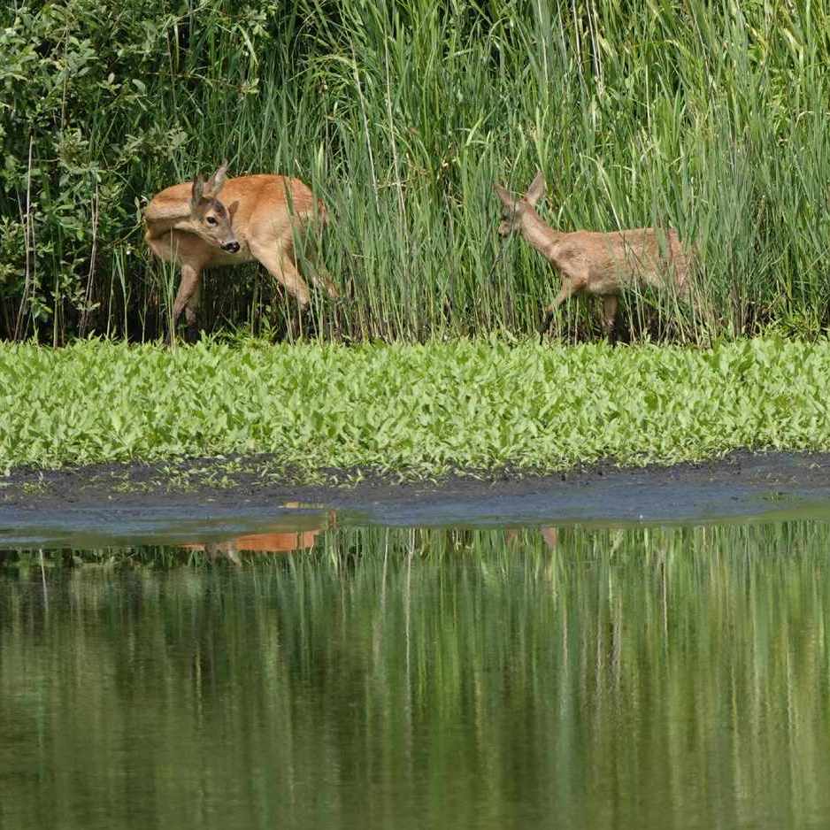 een reegeit met haar jong in de Jan Durkspolder - juli 2025