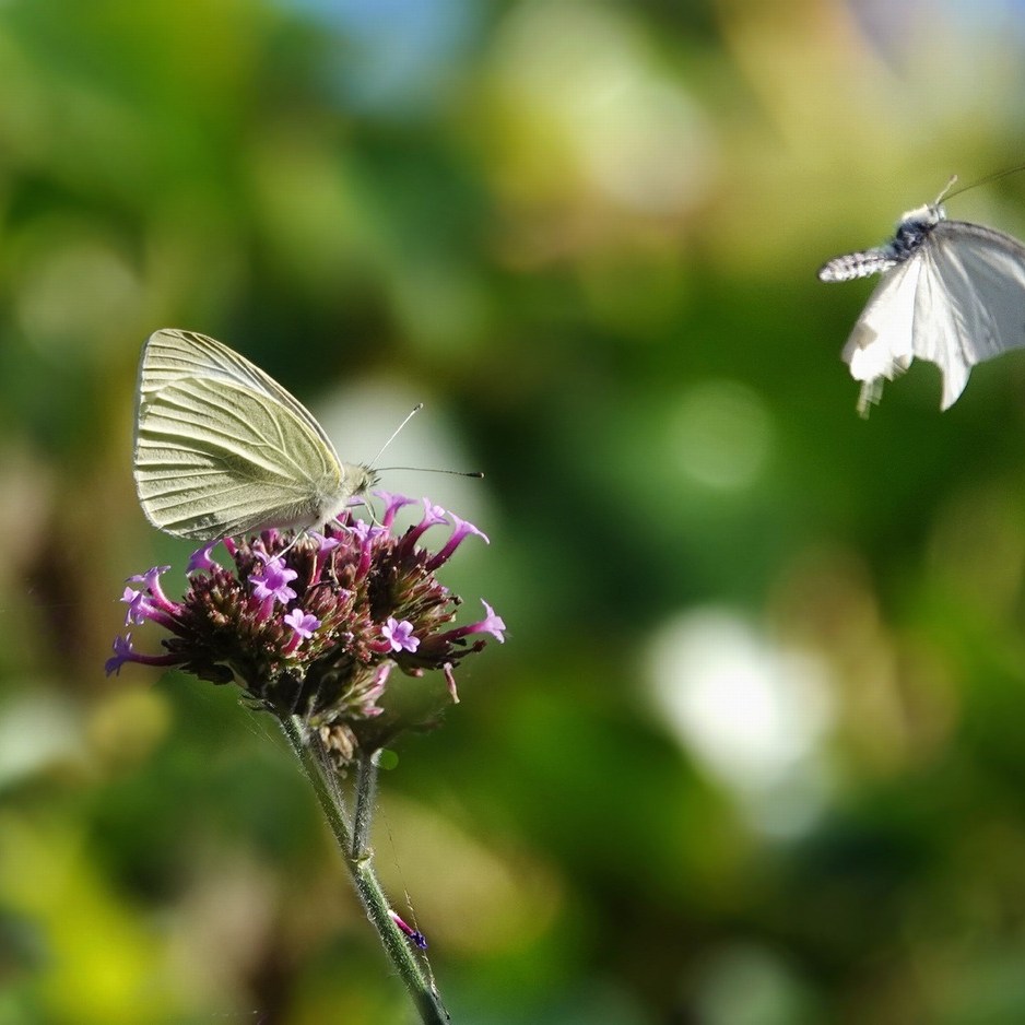 twee vlinders in de tuin - augustus 2025