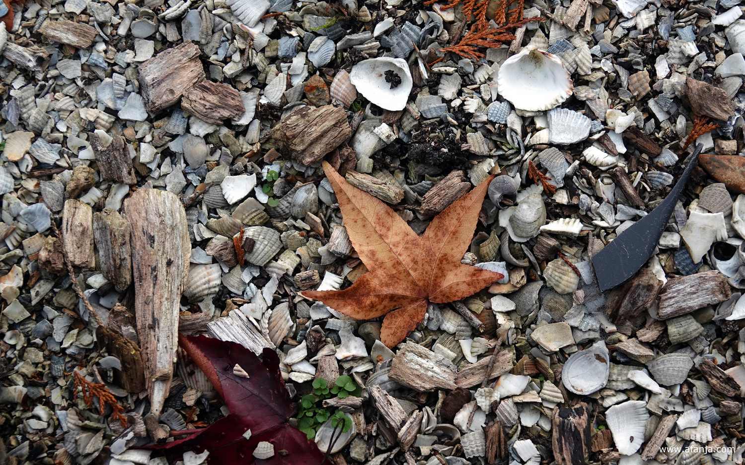 bruin herfstblad ligt op de grond
