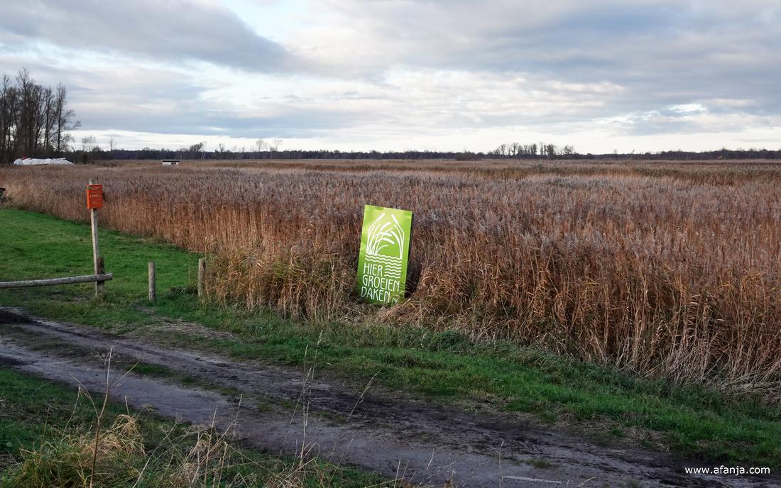 'hier groeien daken' staat er op een groen bord bij het uitgestrekte rietland
