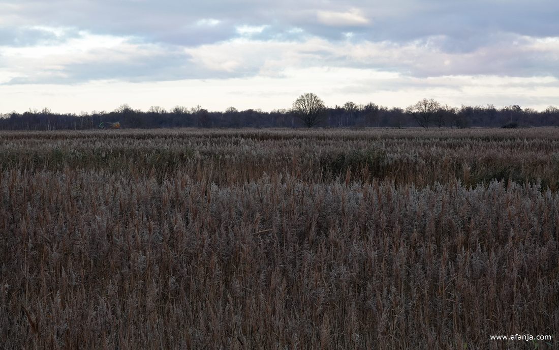 uitgestrekte rietvelden rond Nederland