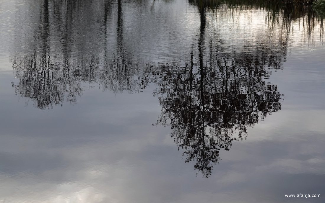 weerspiegeling van een paar bomen in een hersteld petgat