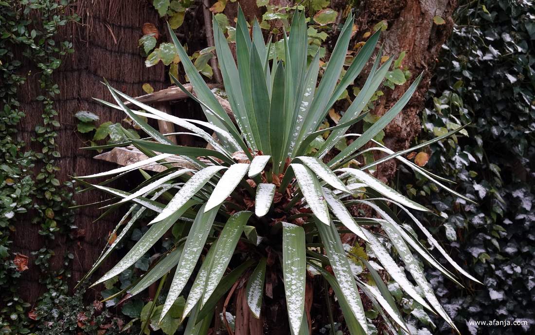 een klein beetje sneeuw in de tuin - 23 november 2025