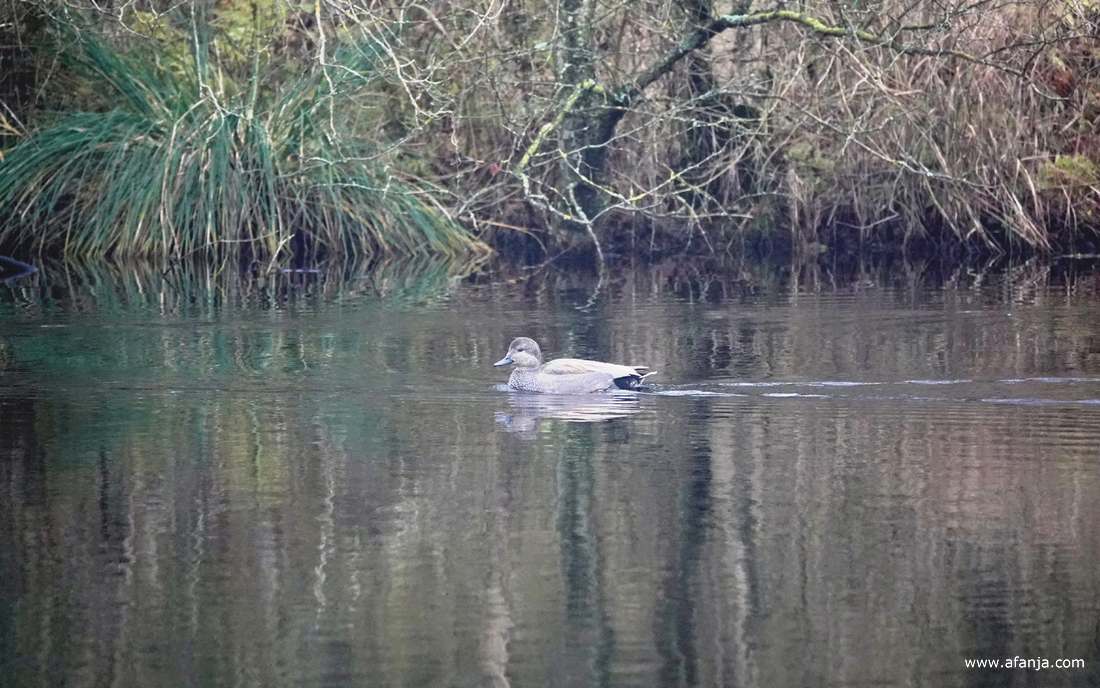 een krakeend in De Deelen