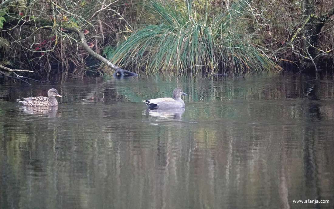 een paar krakeenden in De Deelen