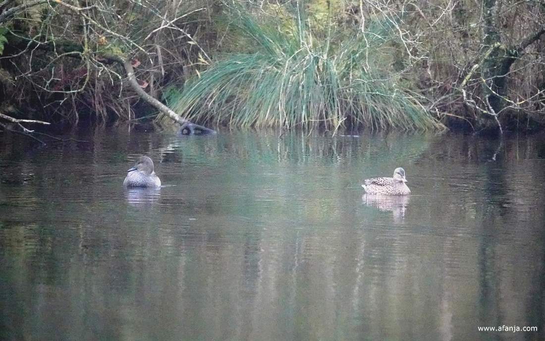 een paar krakeenden in De Deelen