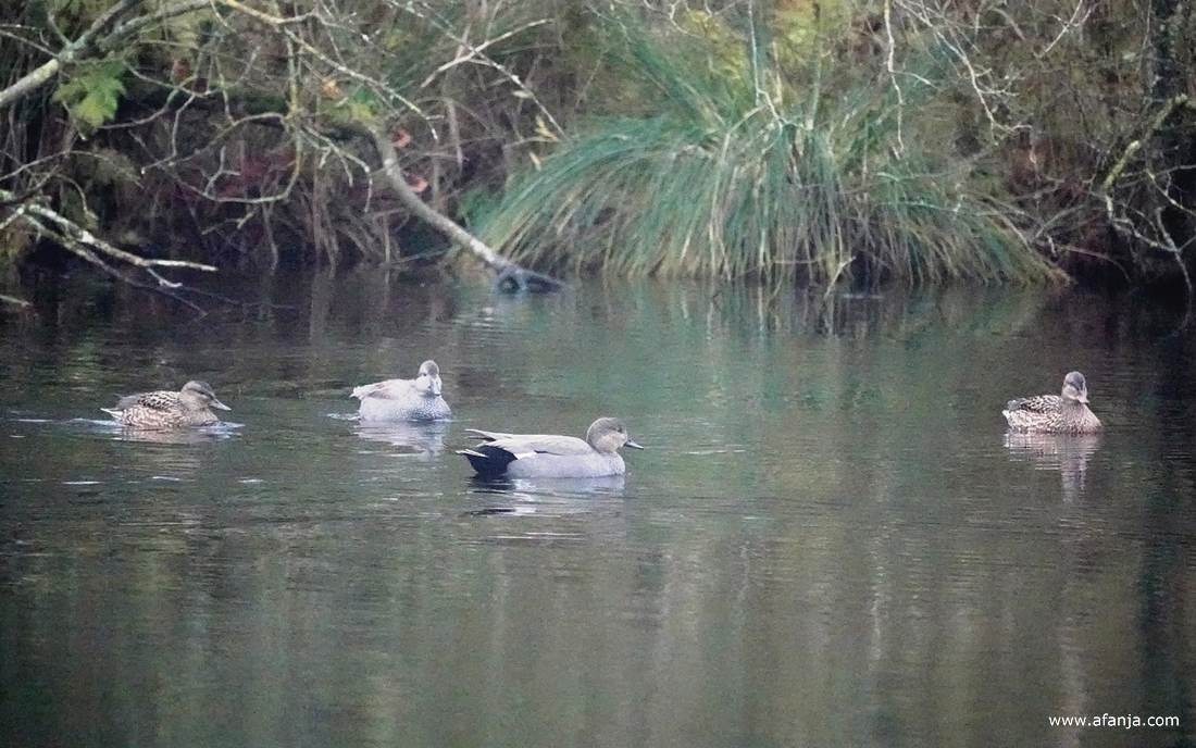 vier krakeenden in De Deelen