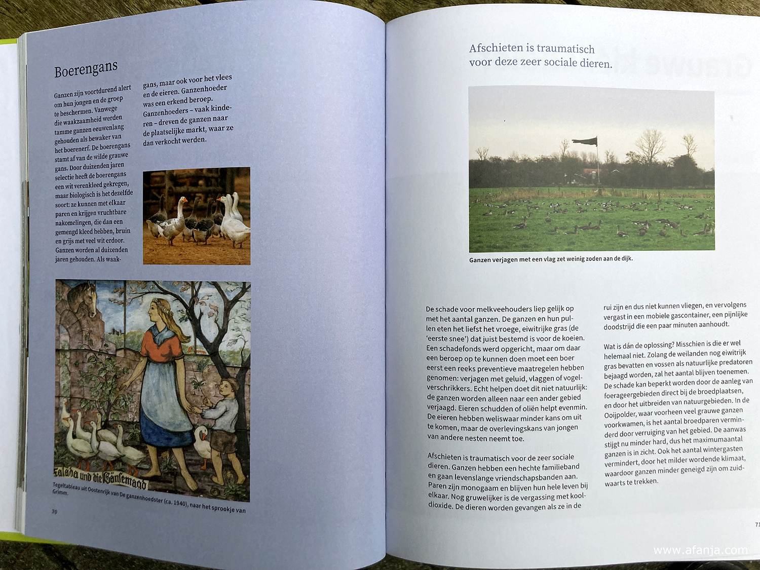 hoofdstuk over ganzen in het boerenland