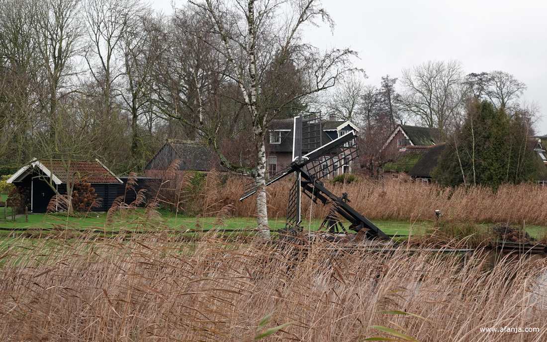 aan de andere kant van een rietkraag is en tjasker te zien