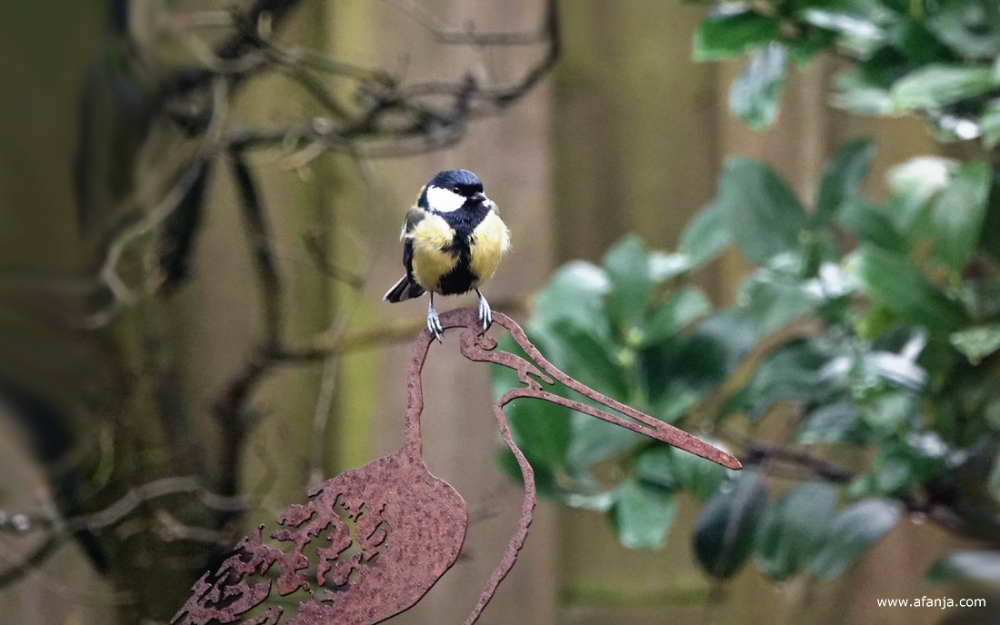 een koolmeesje rust even uit op de cortenstaal grutto
