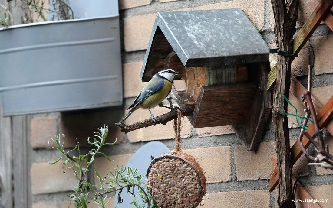 een pimpelmeesje snoept van de pindakaas