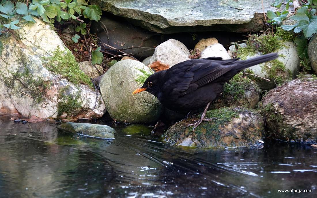 een merel aan de rand van het eerste ijs op de vijver