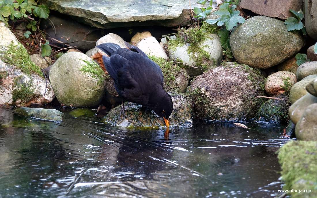 een merel drinkt wat aan de rand van het eerste ijs op de vijver