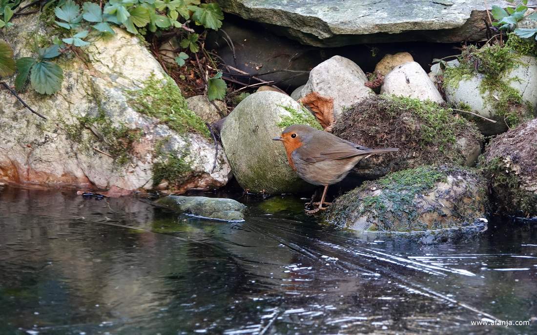 het roodborstje staat als eerste op het ijs