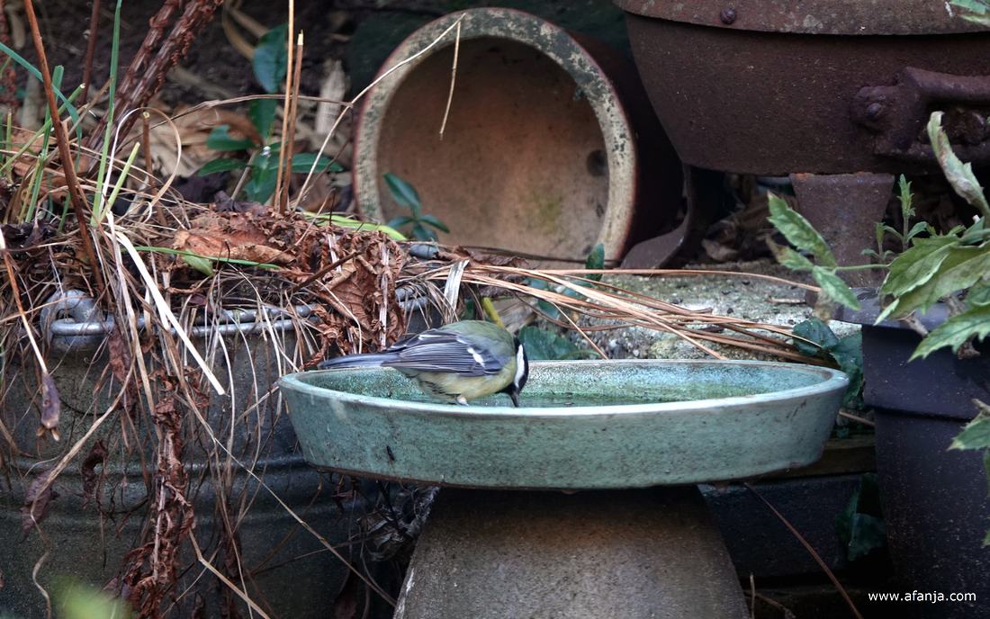 een koolmeesje staat op het ijs in een drinkschaal achter in de tuin