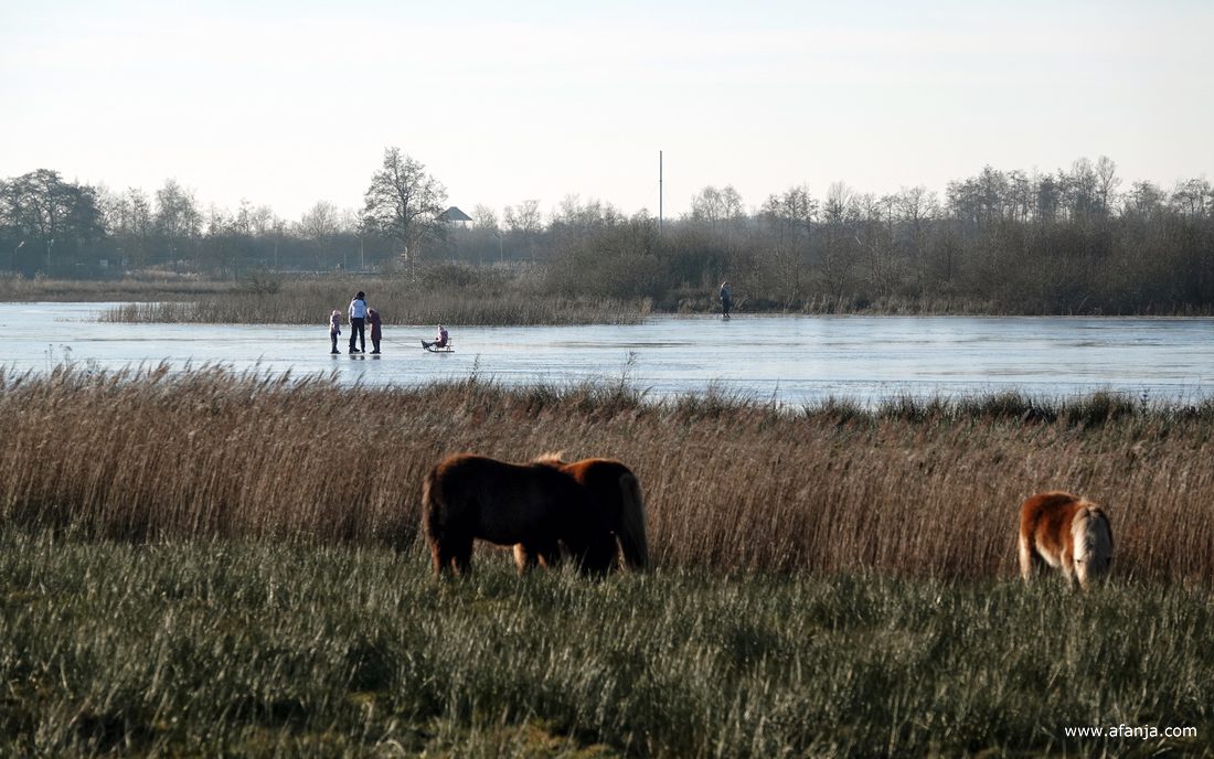 op de voorgrond staan een paar pony's, op de achtergrond zijn schaatsers op het ijs te zien