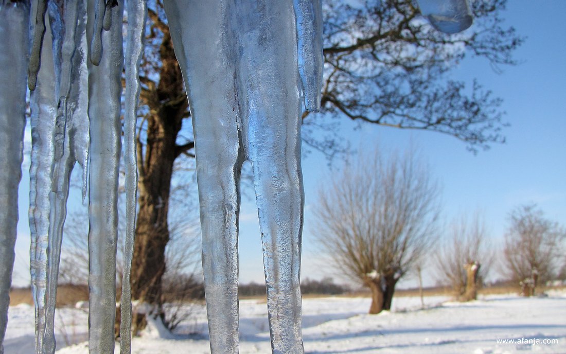 er hangen lange ijspegels aan de zuidkant van een vervenershuisje in de Weerribben (december 2009)