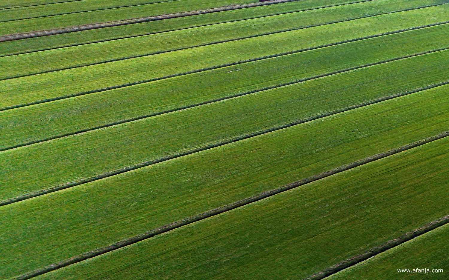 lijnen in het boerenland