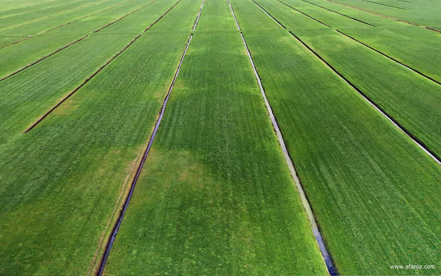 lijnen in het boerenland