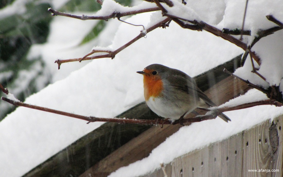 een roodborstje zoekt beschutting tegen de sneeuw