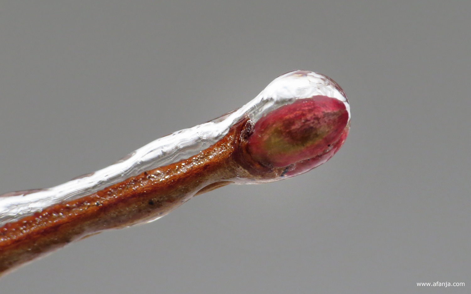 ijzel rond een takje met een rode knop