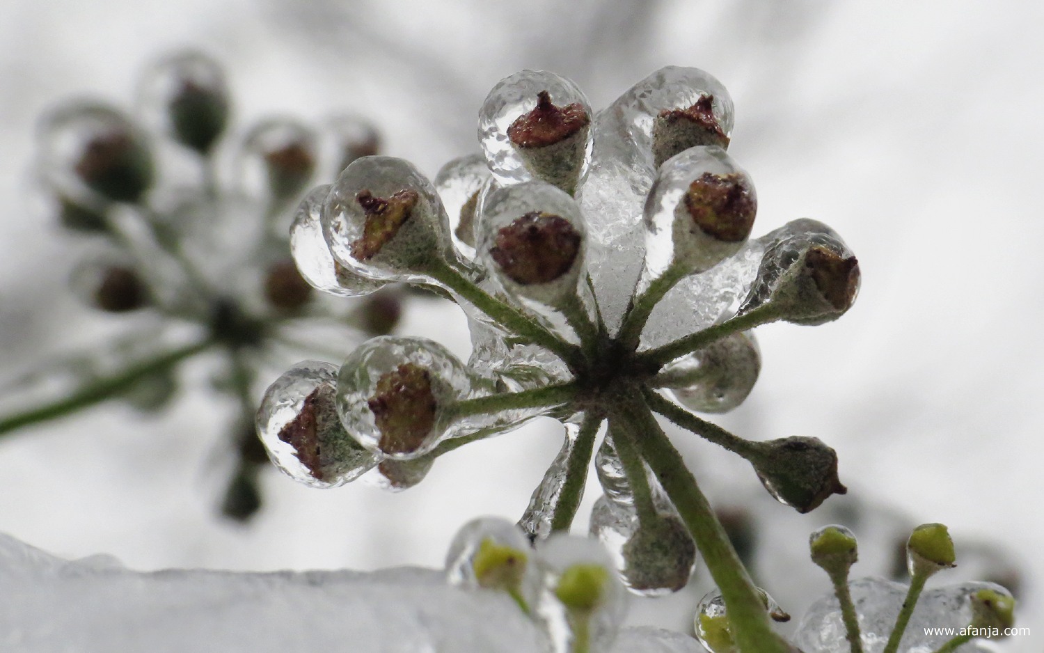 ijzel rond de vrucht van de klimop