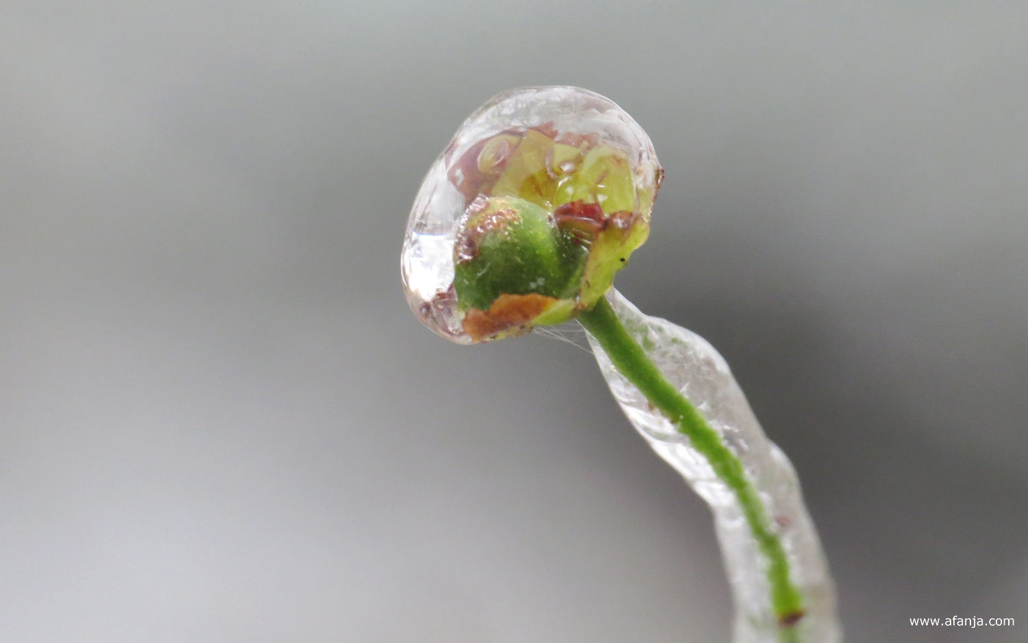 ijzel rond een takje met een groene knop