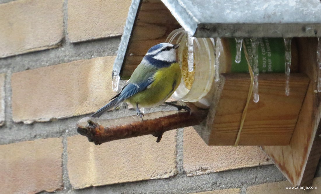 een pimpelmeesje bekijkt de pindakaas tussen ijspegels