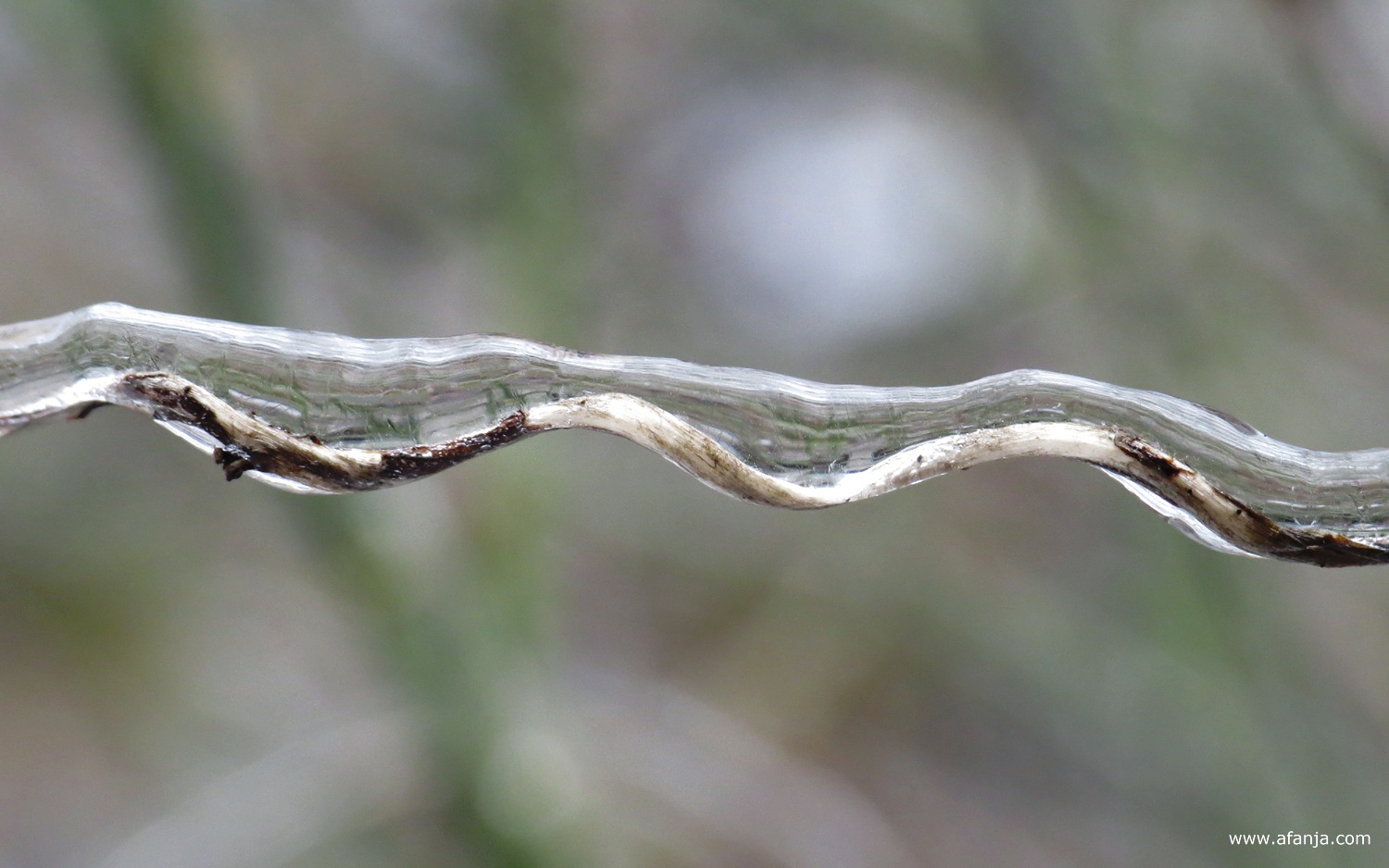 ijzel rond een draaiend takje