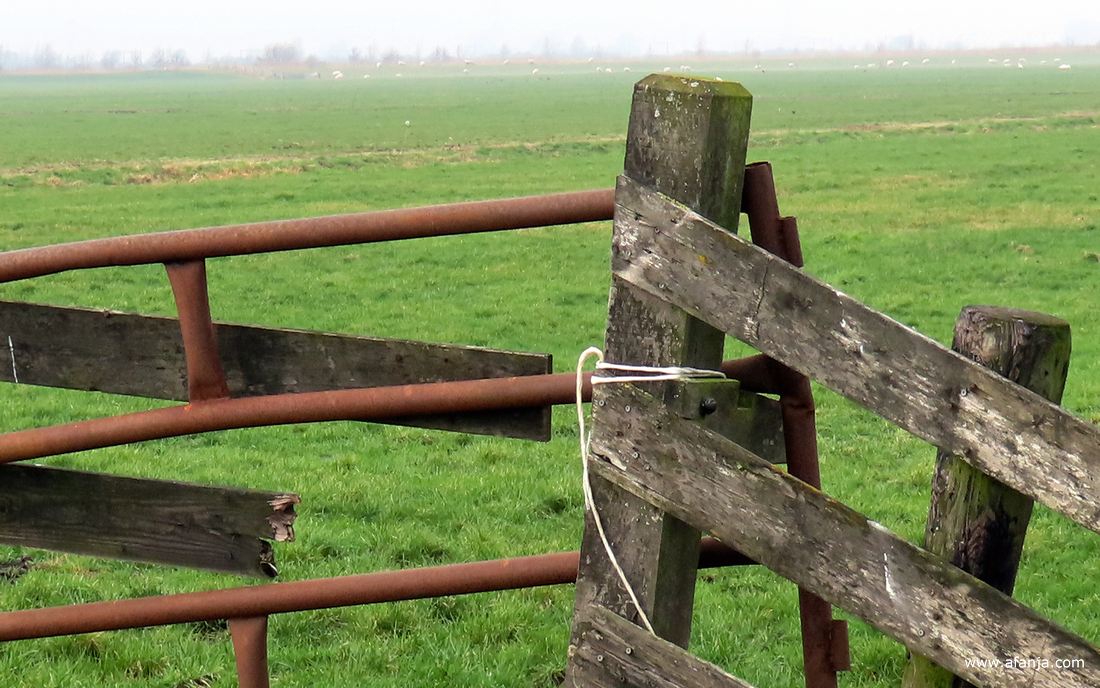 een kapot houten hek en een verroest hek van metaal zijn provisorisch samengebonden met pakjestouw om het weiland af te kunnen sluiten