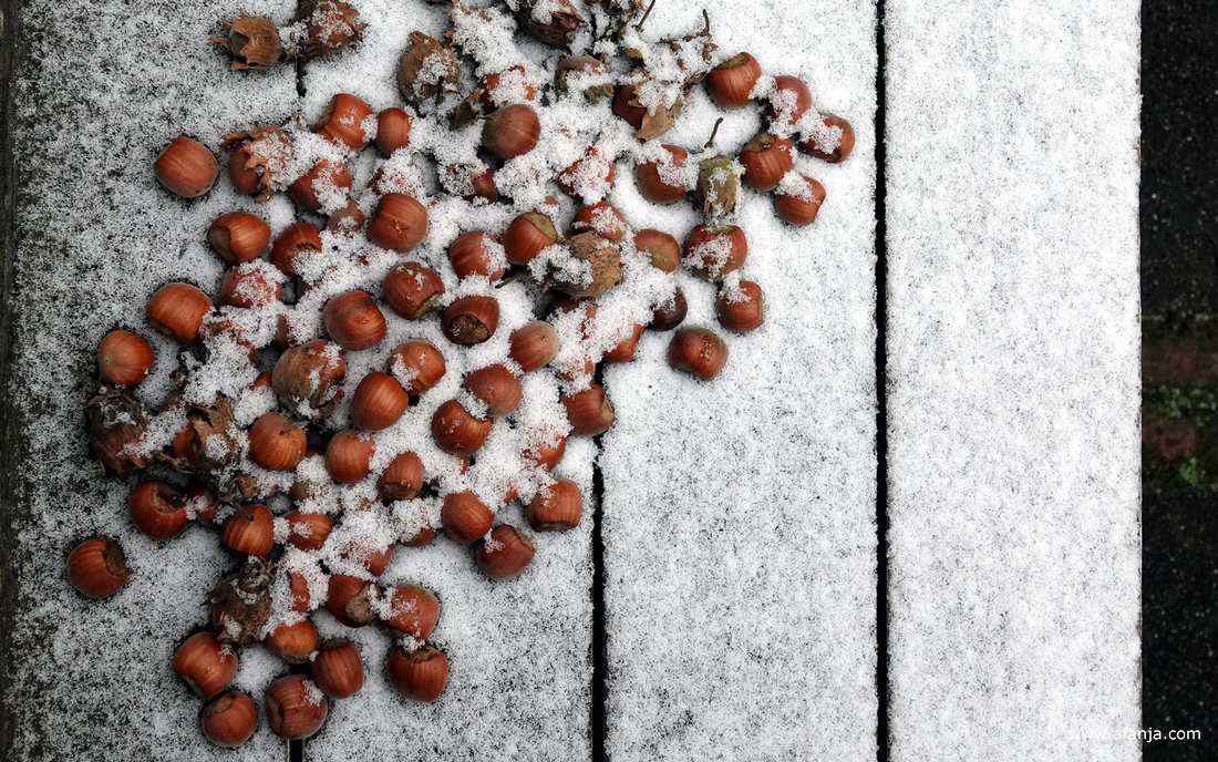 een miniem laagje sneeuw op een terrastafeltje waar wat hazelnoten op liggen