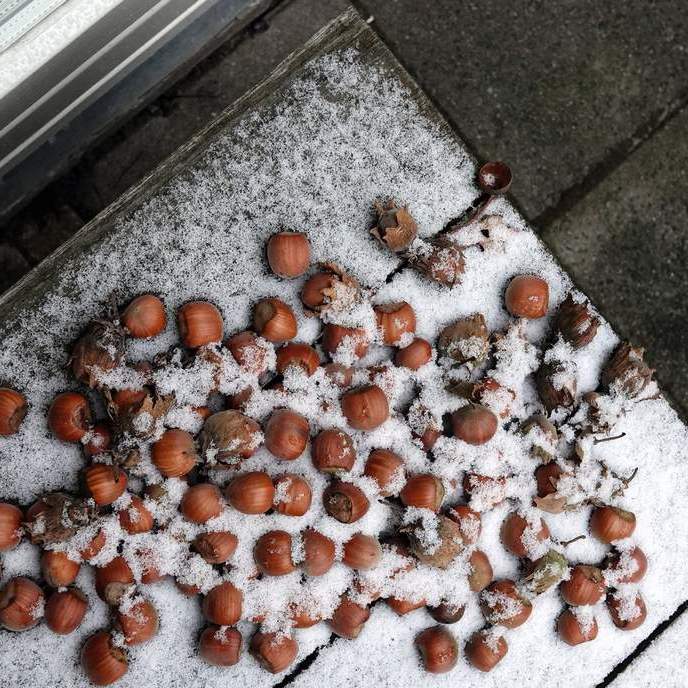 een miniem laagje sneeuw op een terrastafeltje waar wat hazelnoten op liggen