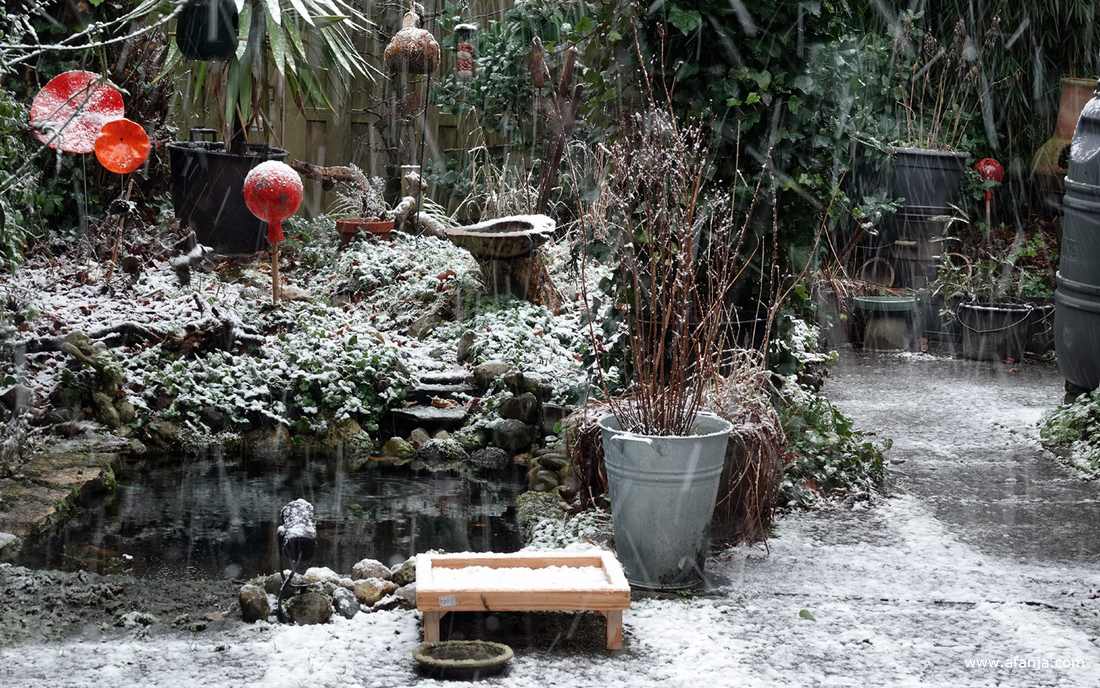 de eerste sneeuw van 2026 in de tuin