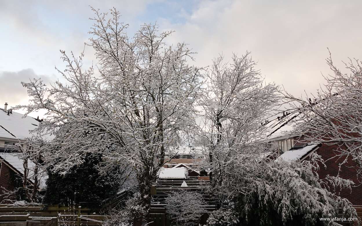 de bomen en de zwaar met sneeuw beladen bamboe in de tuin
