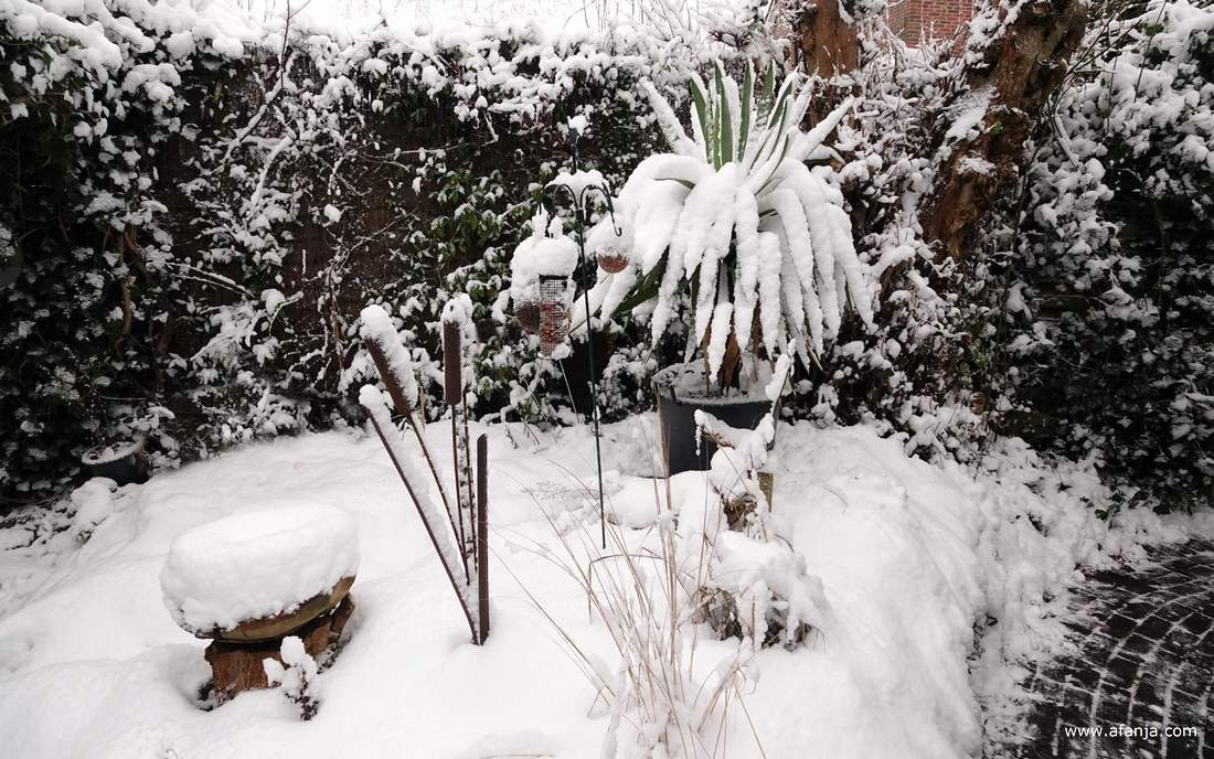 een laag sneeuw in de tuin waar o.a. een yucca, een vogelbad, een paar cortenstaal lisdoddes en een paaltje met vogelvoer
