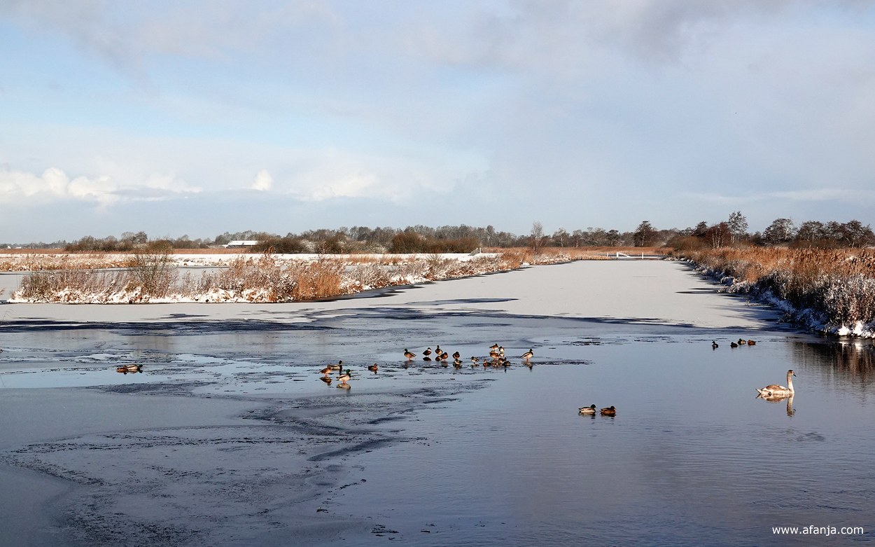 eenden en zwanen houden samen een wak open bij het gemaal
