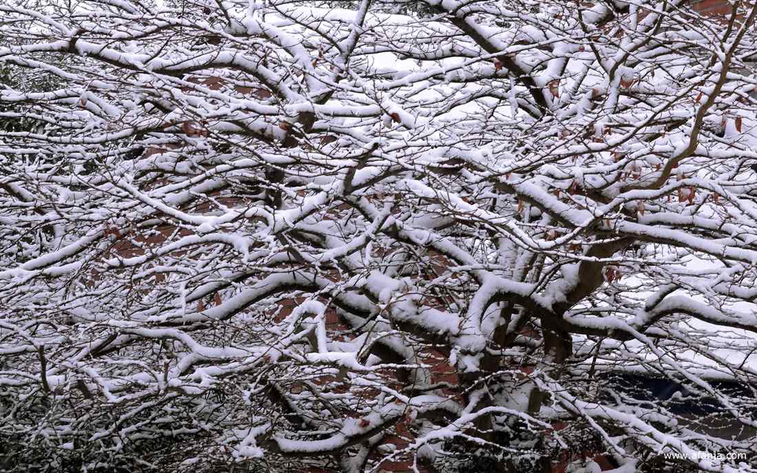 een wirwar van besneeuwde takken