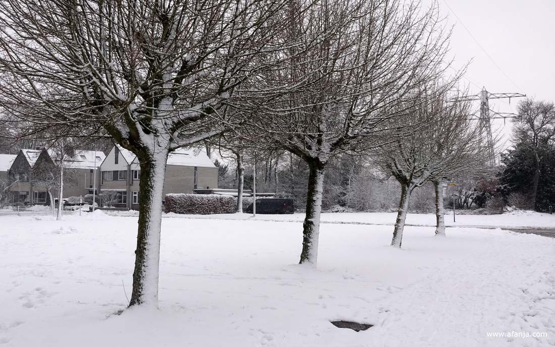 sneeuw op een grasveld en tegen de bomen
