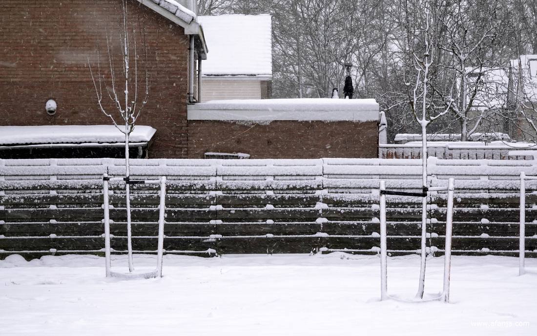 sneeuw op een schutting en een paar jonge bomen