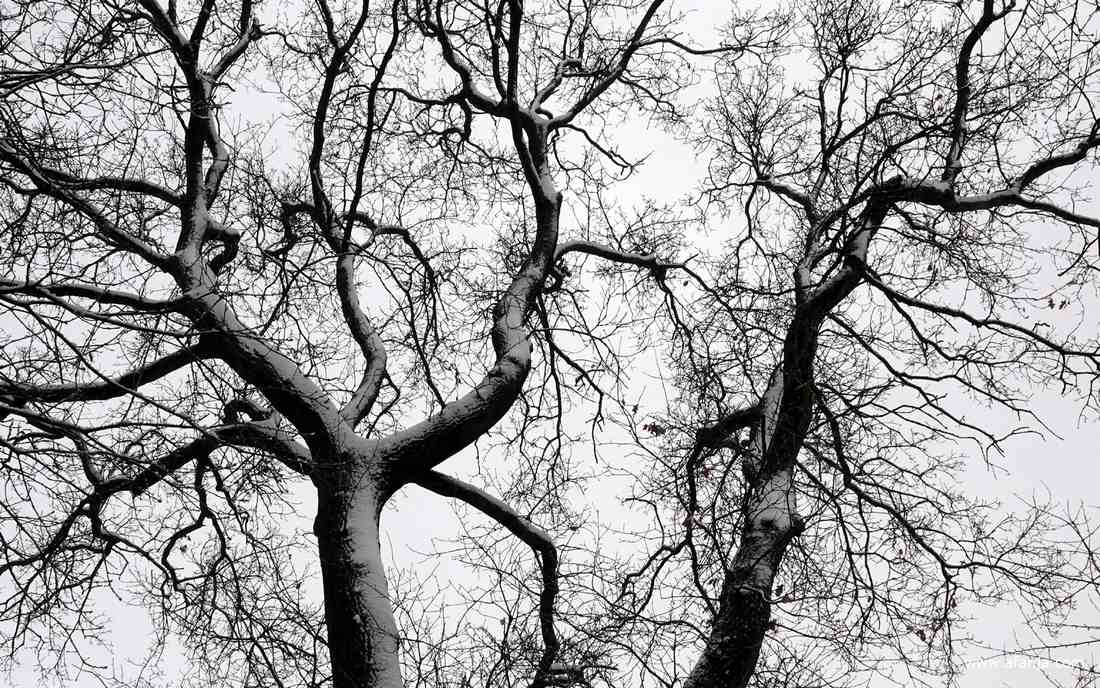 sneeuw op en tegen een boom