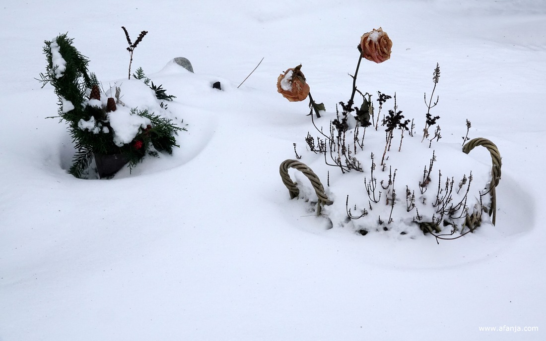 een bloemetje op de besneeuwde begraafplaats met de Groene toren in Eastermar-Heechsân