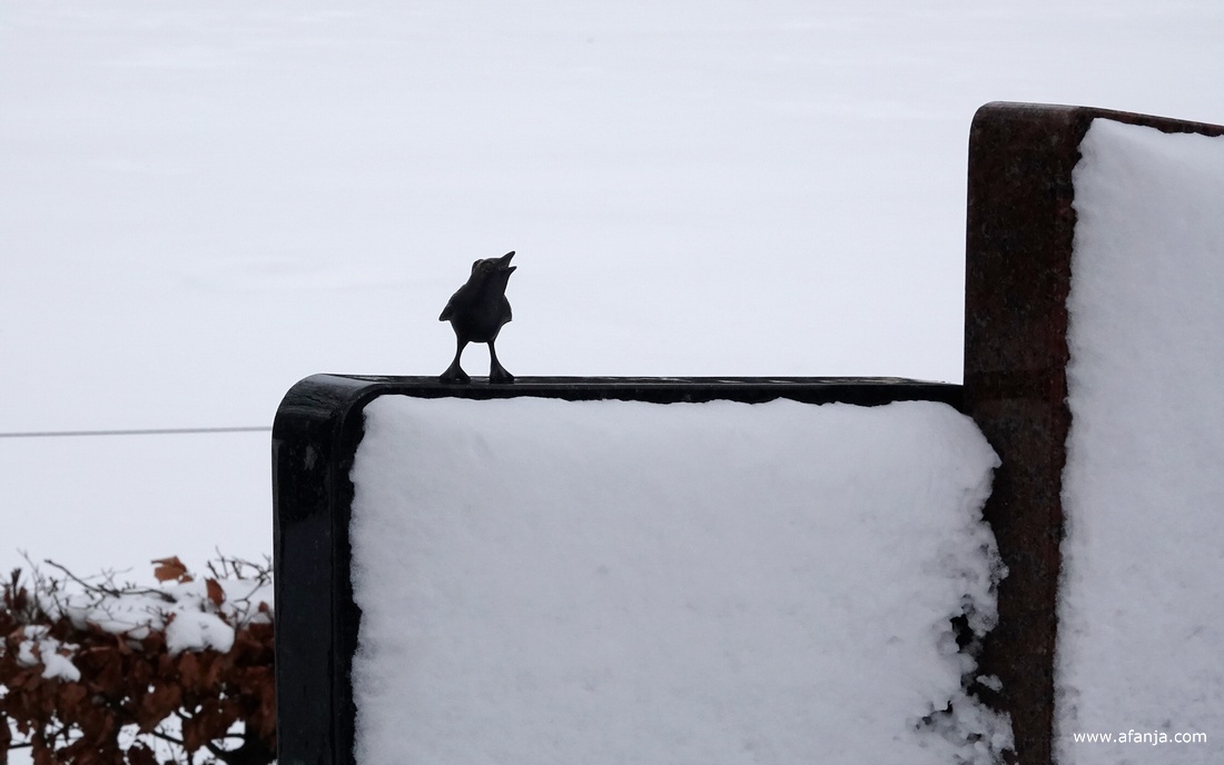 op de besneeuwde begraafplaats met de Groene toren in Eastermar-Heechsân