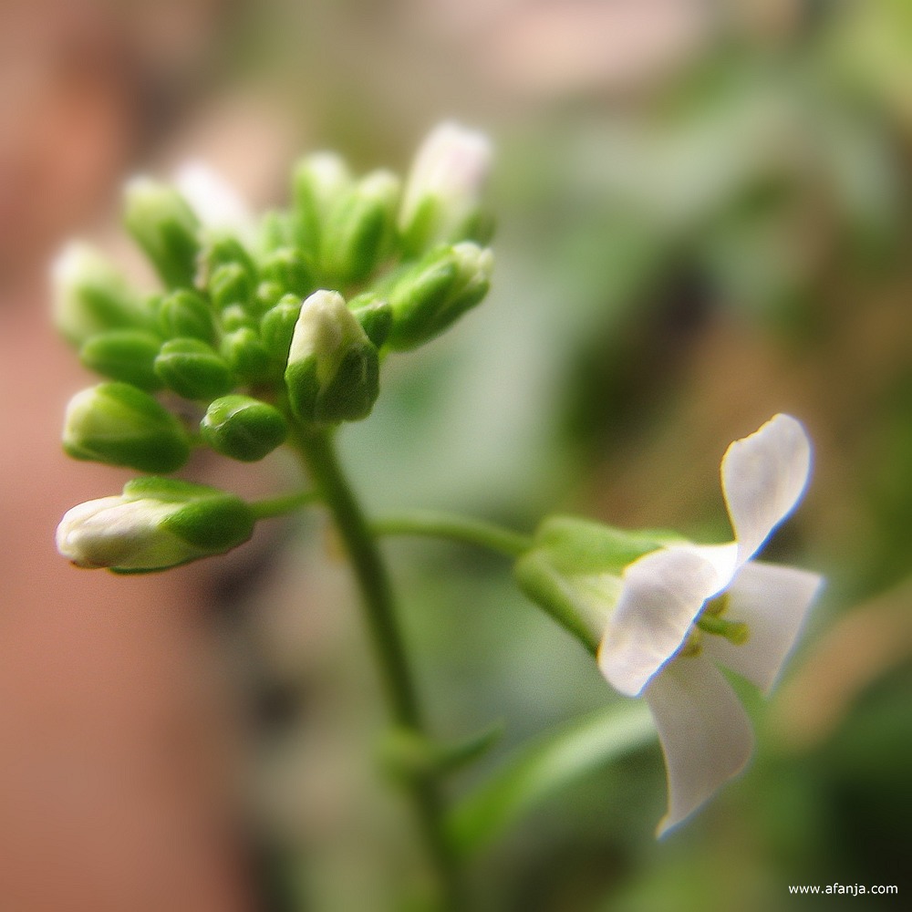 een wit bloemetje en wat knopjes