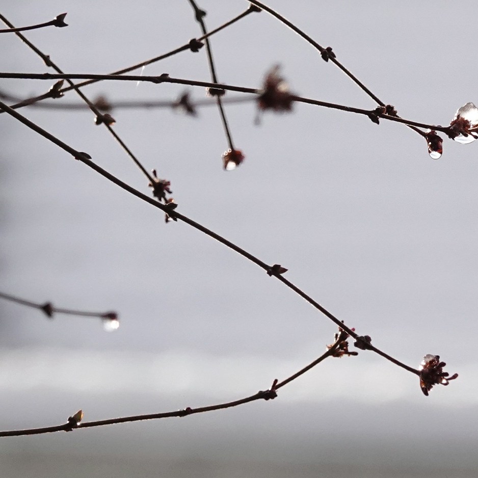 smeltende ijsresten in een struik