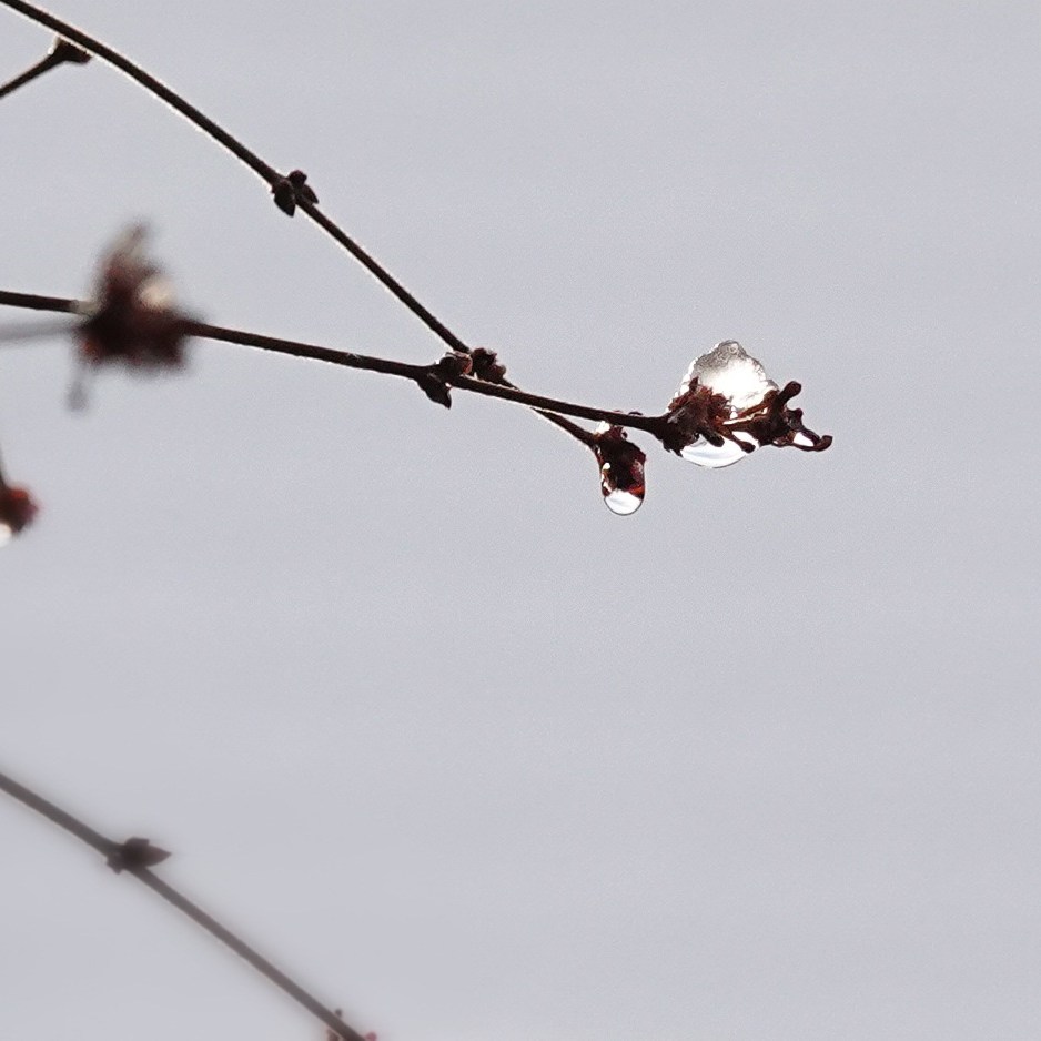 smeltende ijsresten in een struik