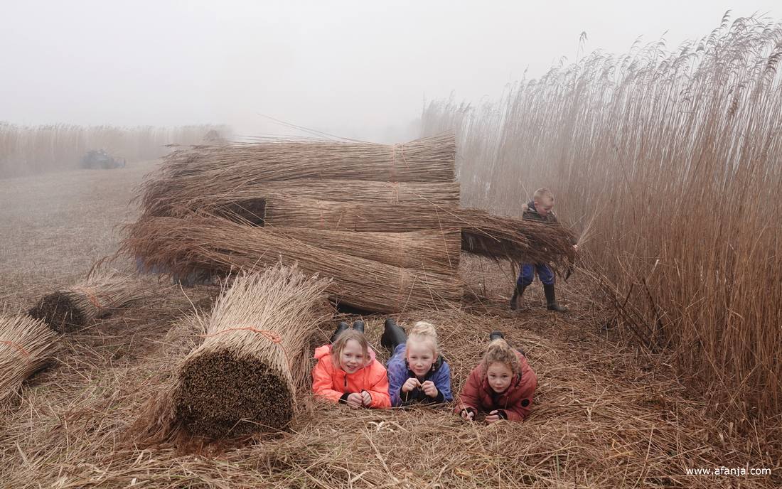 rietsnijderskinderen in het rietland