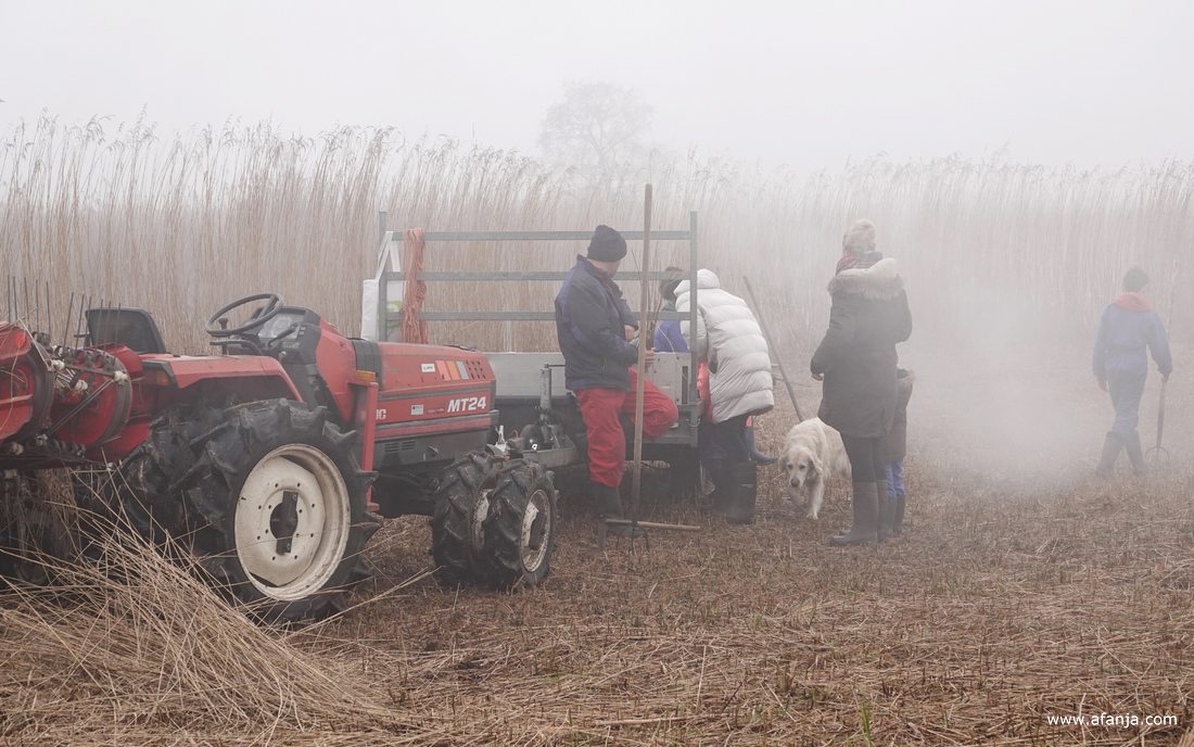 een mengeling van mist en rook hangt boven het rietland