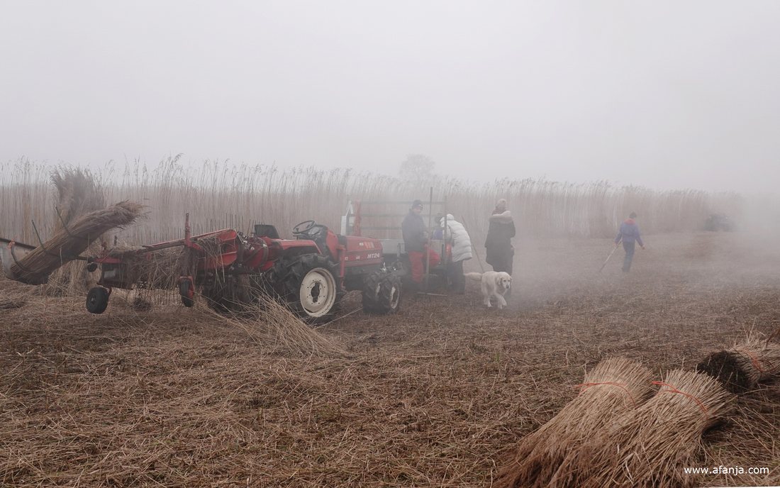 een mengeling van mist en rook hangt boven het rietland