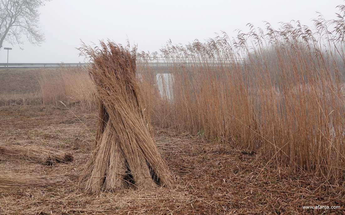 bosjes riet staan in schoven op het land om te drogen